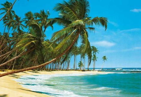 beach_palm_trees_3.jpg